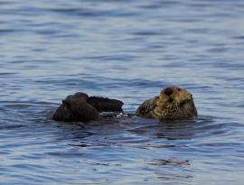 Sea Otter!